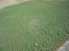  Hydroseeding Project - Roadside Application - Early Growth 