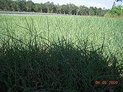  Hydroseeding Results - Hearty Growth 