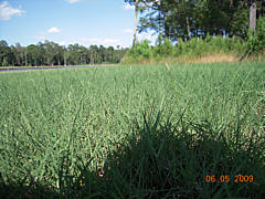  Hydroseeding Results - Hearty Growth 