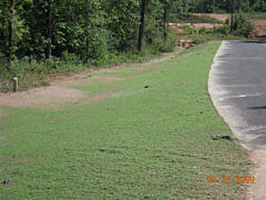  Hydroseeding Project - Roadside Application - Early Growth Stage 