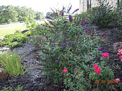  Landscaping Project - Mulch Bed with Flowers 